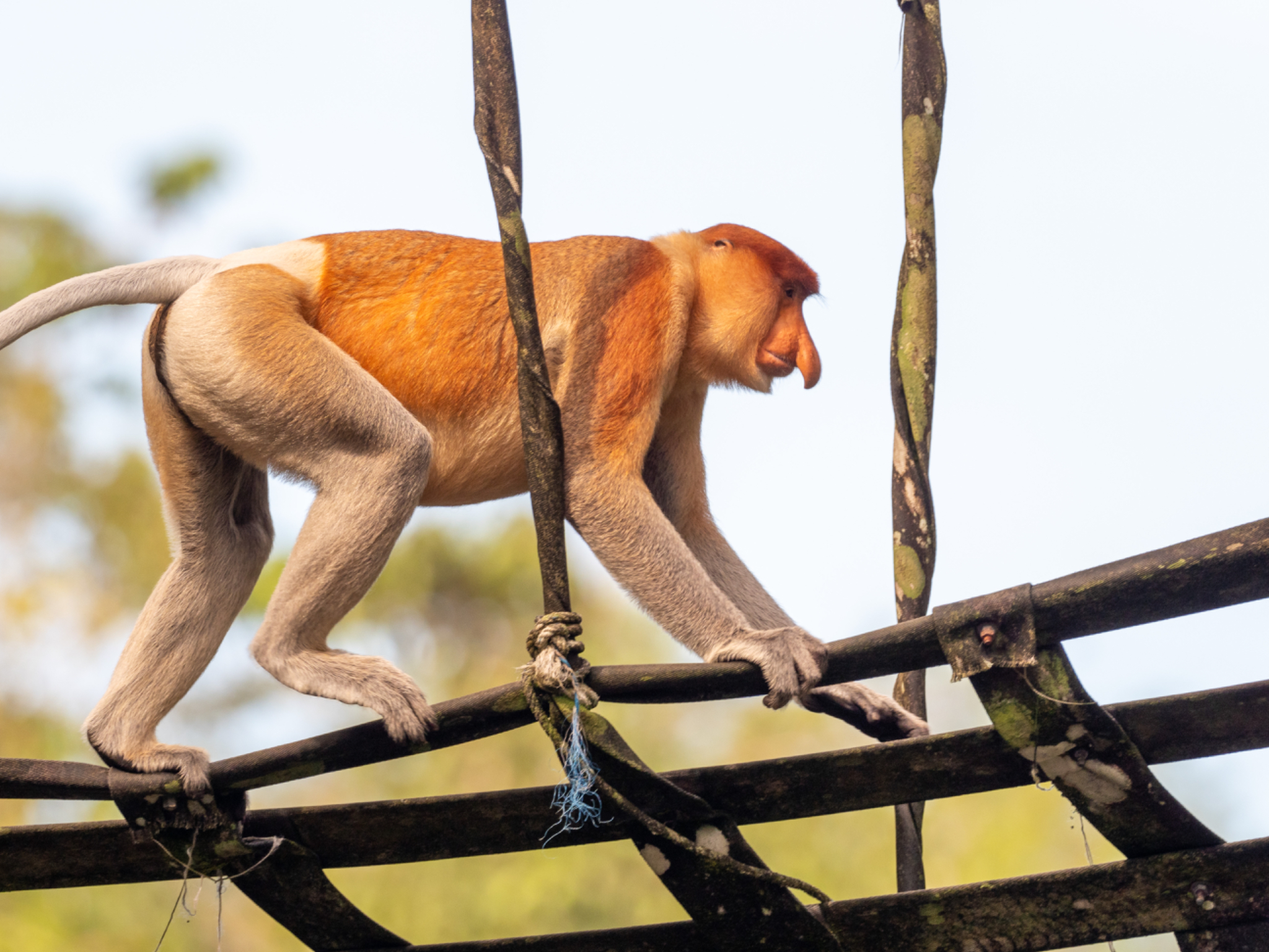 Proboscis Monkey on bridge 1